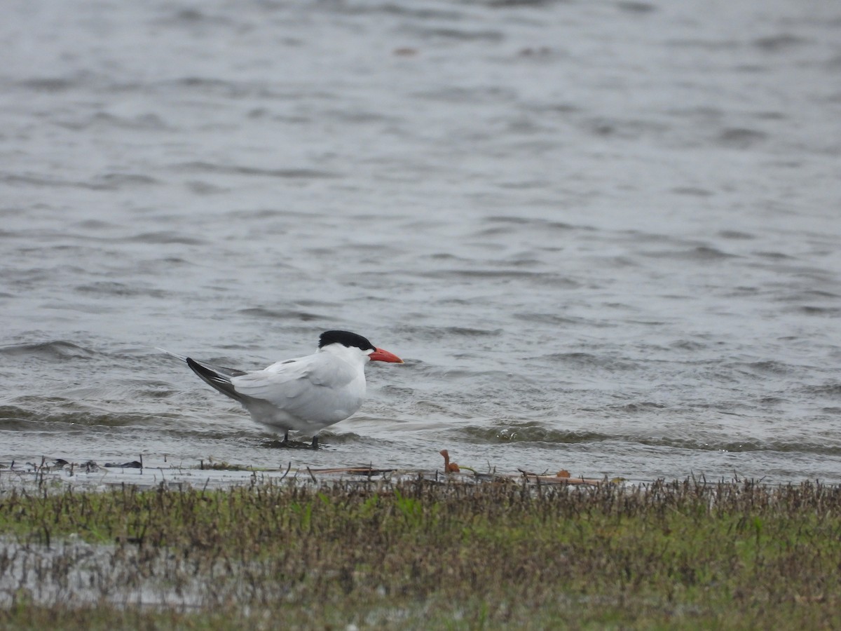 Caspian Tern - ML236586181