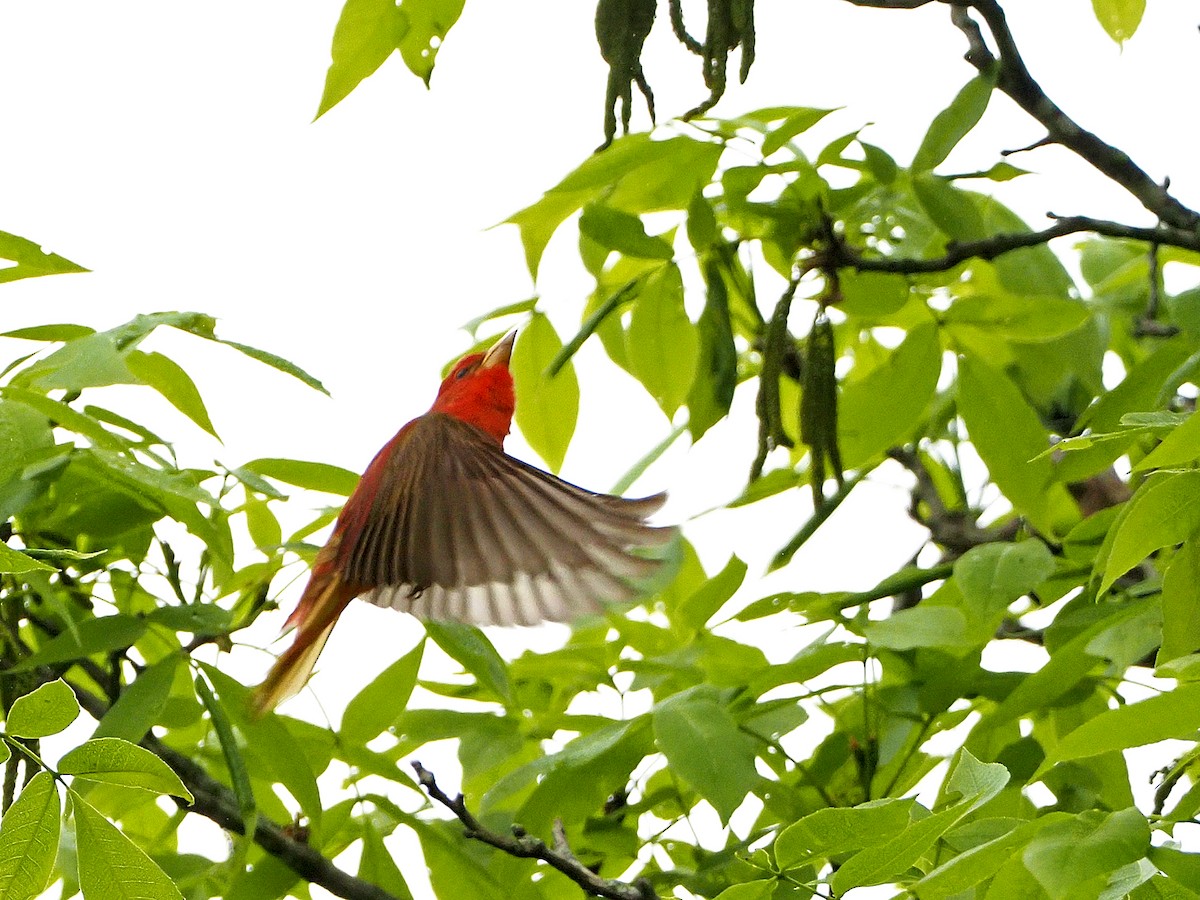 Summer Tanager - Gary Mueller