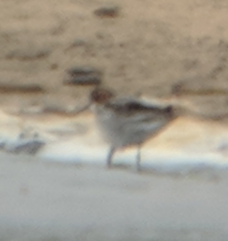 Red-necked Phalarope - ML236586821