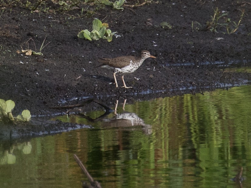 Spotted Sandpiper - Lynette Spence