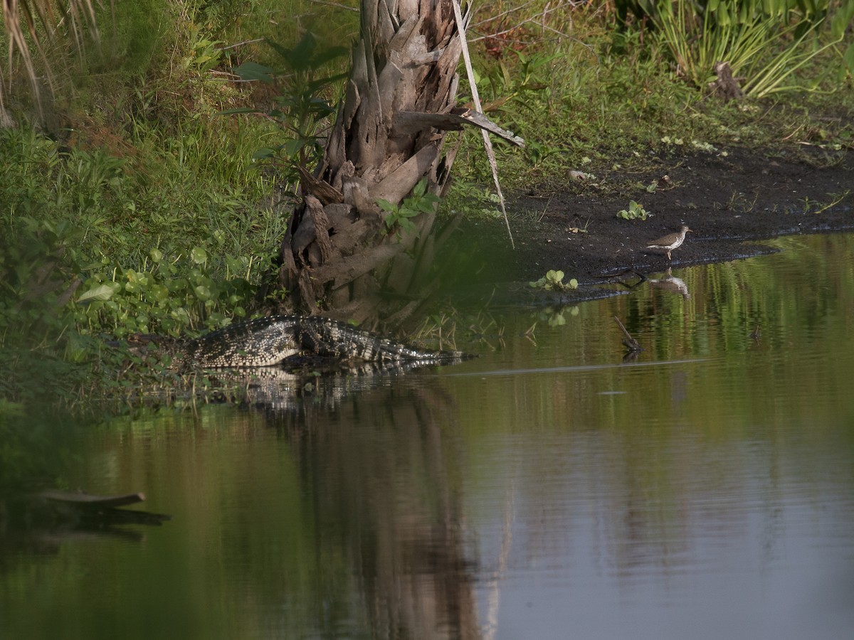 Spotted Sandpiper - Lynette Spence