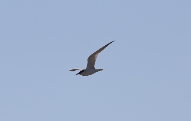 ハシブトアジサシ - ML236588291