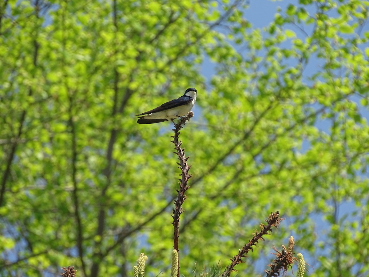 Tree Swallow - ML236589011