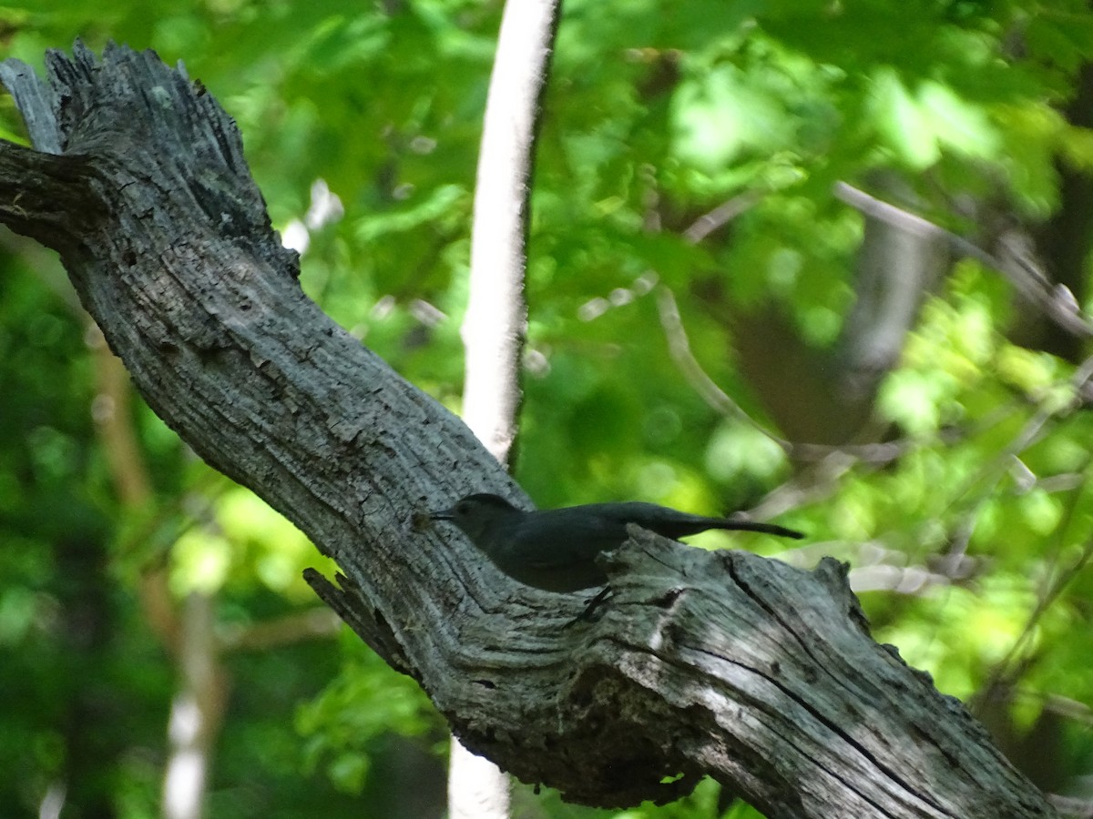 Gray Catbird - Emphe Ghie