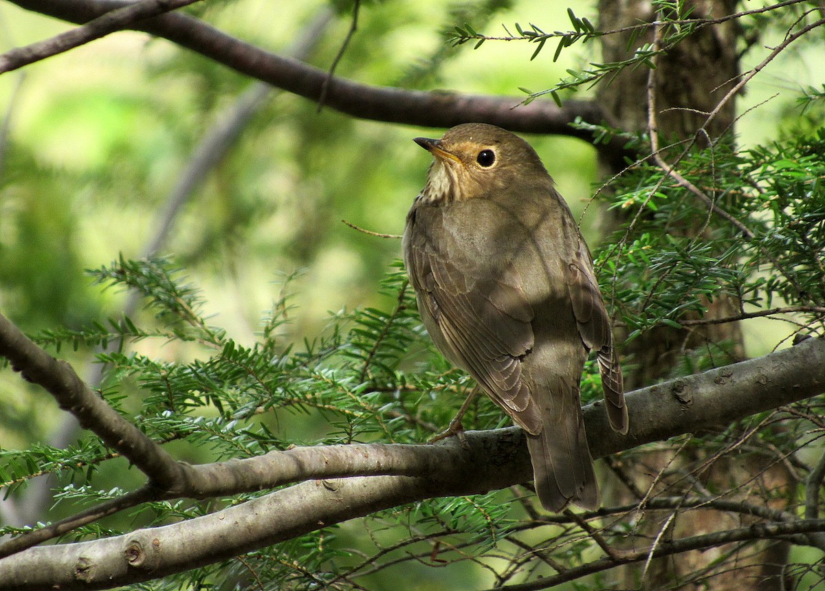 Swainson's Thrush - ML236589891
