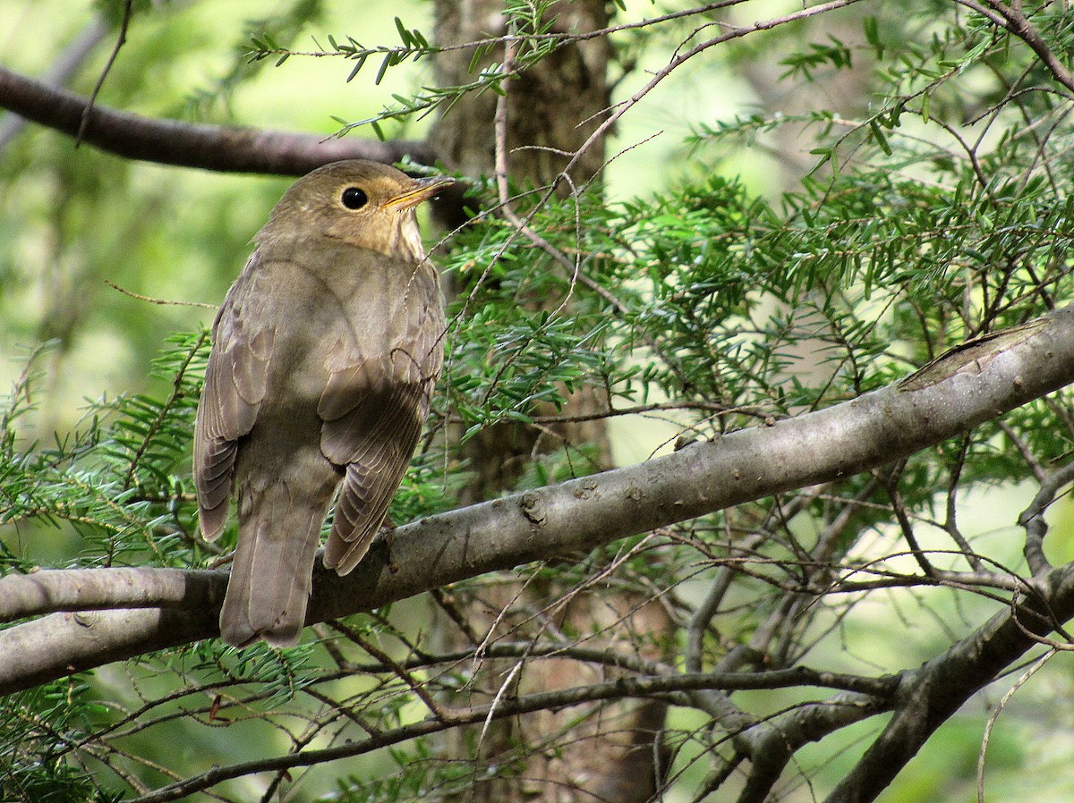 Swainson's Thrush - ML236589901