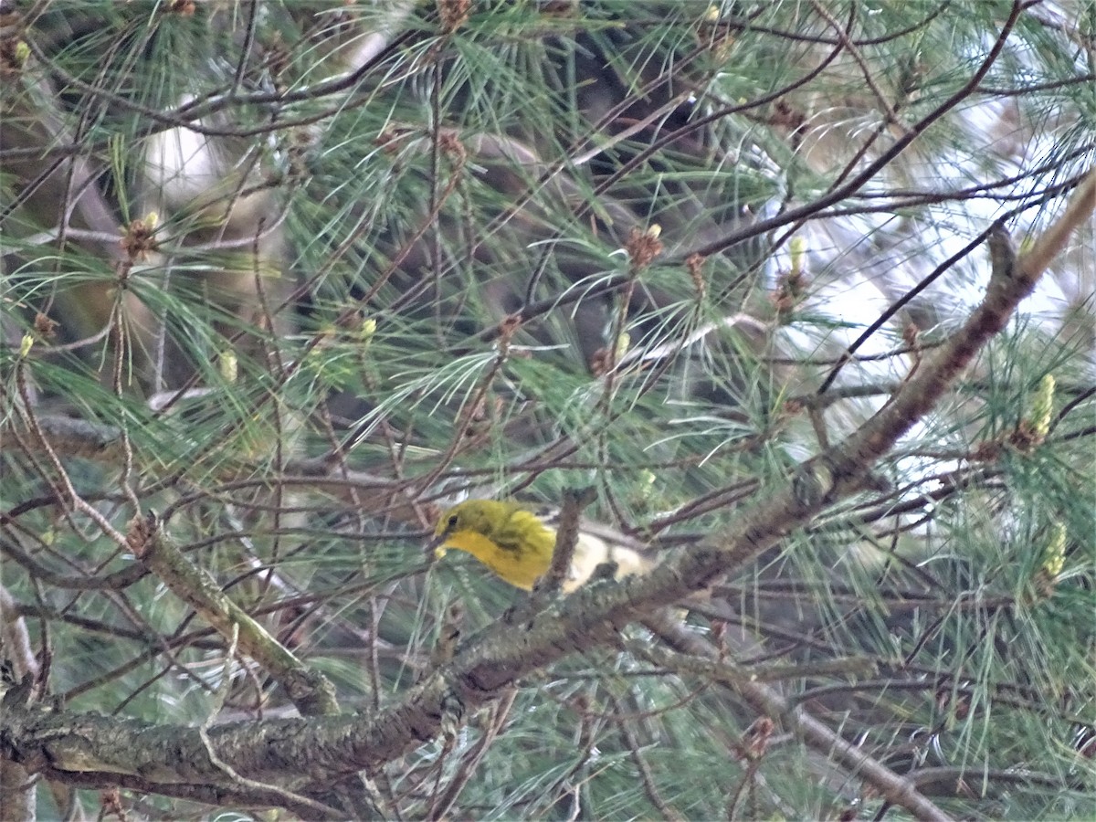 Pine Warbler - Emphe Ghie