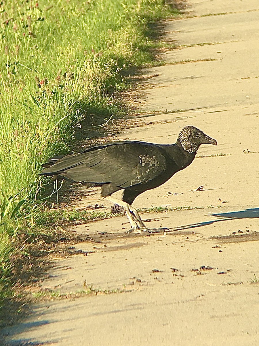 Black Vulture - ML236590951