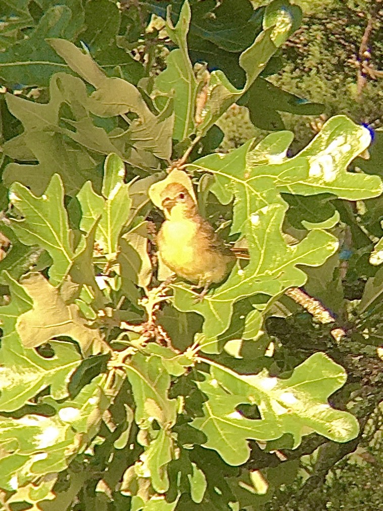 Summer Tanager - ML236591041