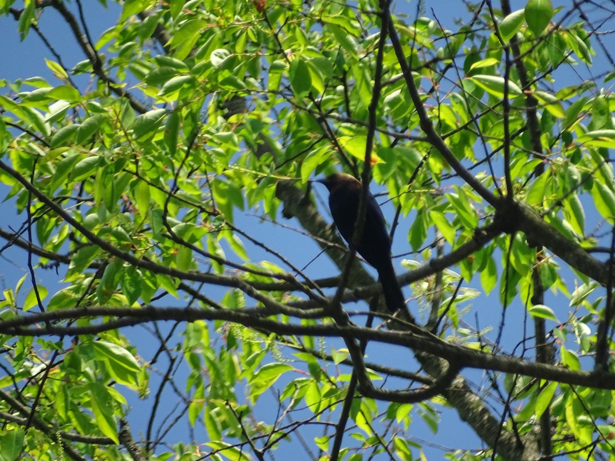Brown-headed Cowbird - ML236592131