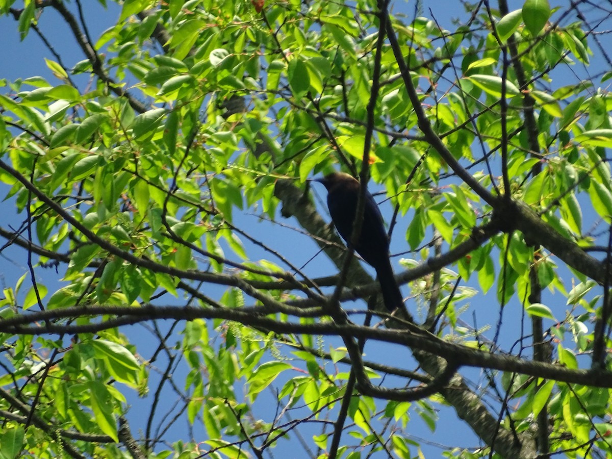 Brown-headed Cowbird - Emphe Ghie