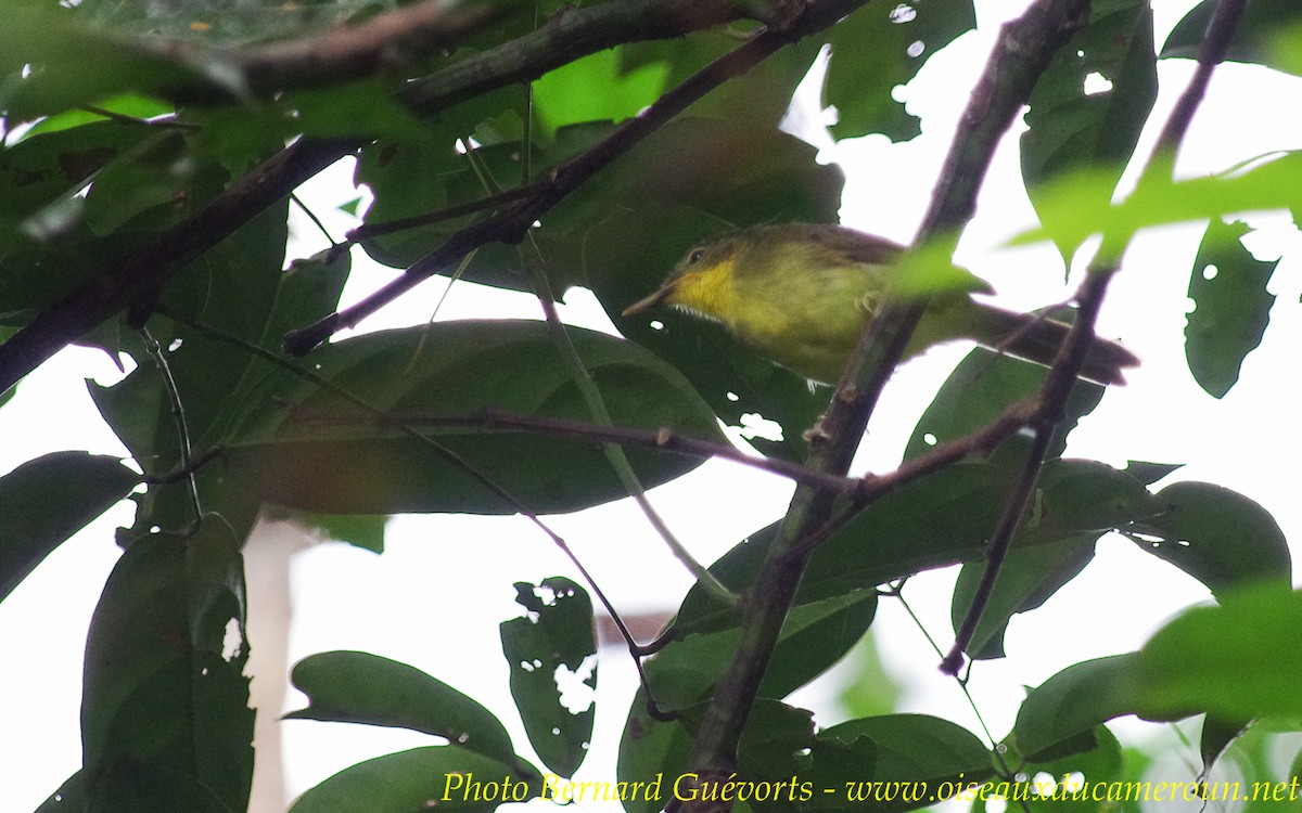 Icterine Greenbul - Bernard Guevorts