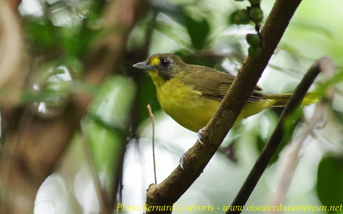 Yellow-lored Bristlebill - Bernard Guévorts