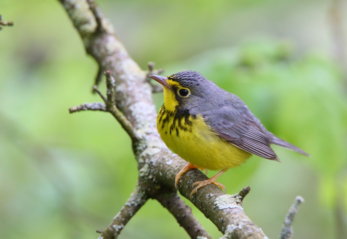 Canada Warbler - ML236595081