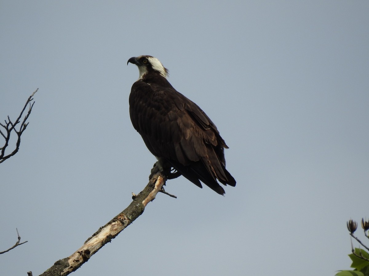 Águila Pescadora - ML236596041