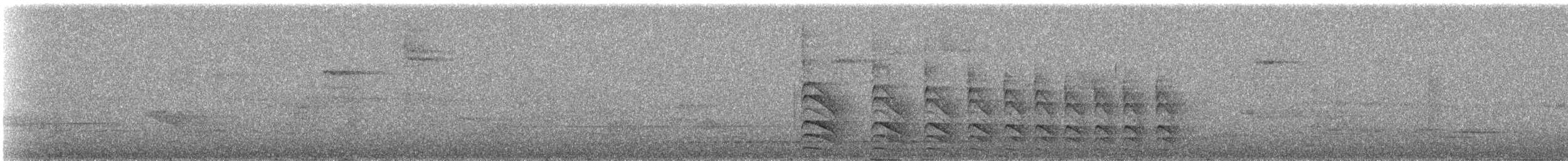 antbird sp. - ML236598