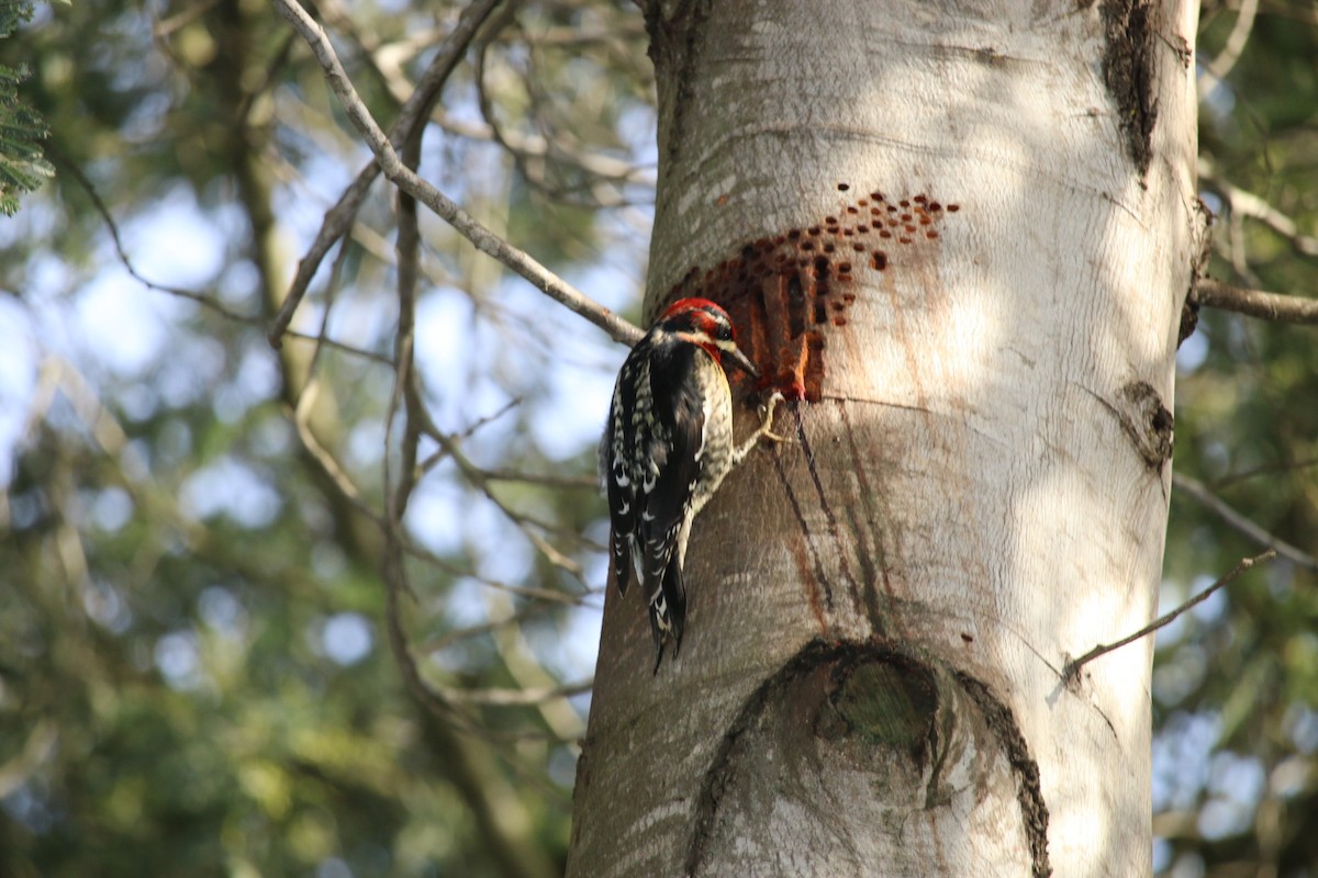 Red-naped x Red-breasted Sapsucker (hybrid) - Warren Samuels