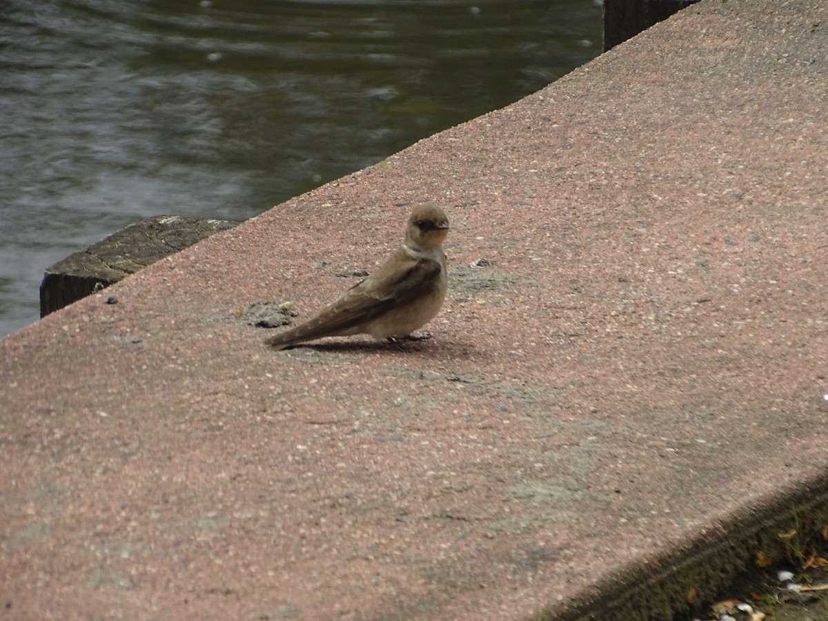 Northern Rough-winged Swallow - ML236599381