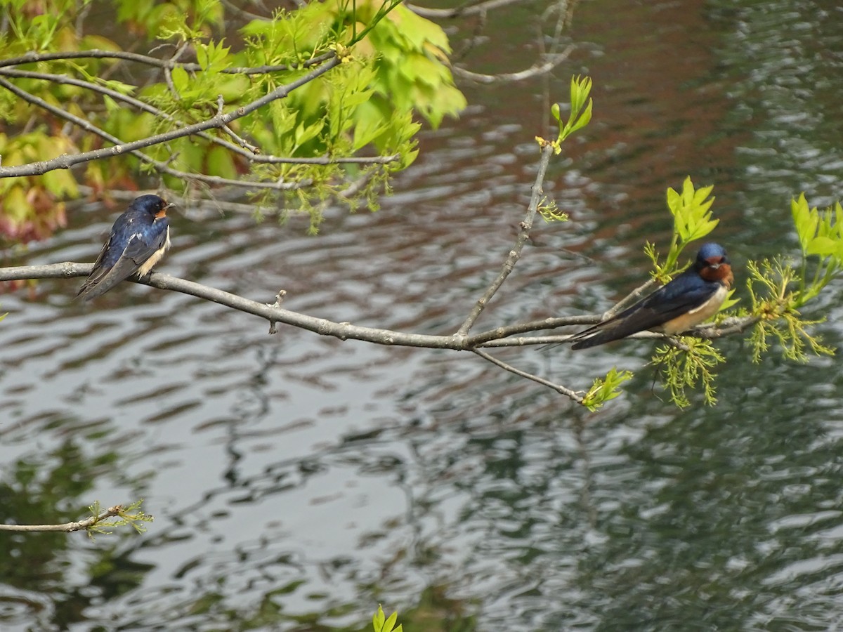 Barn Swallow - ML236599551