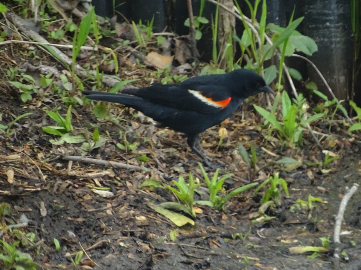 Red-winged Blackbird - Emphe Ghie