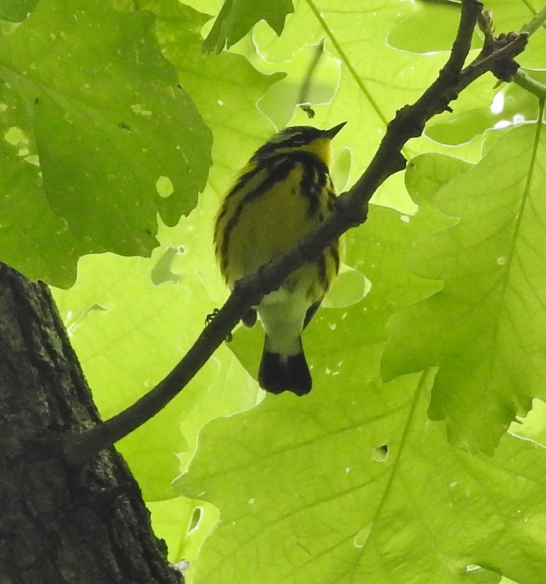 Magnolia Warbler - ML236600401