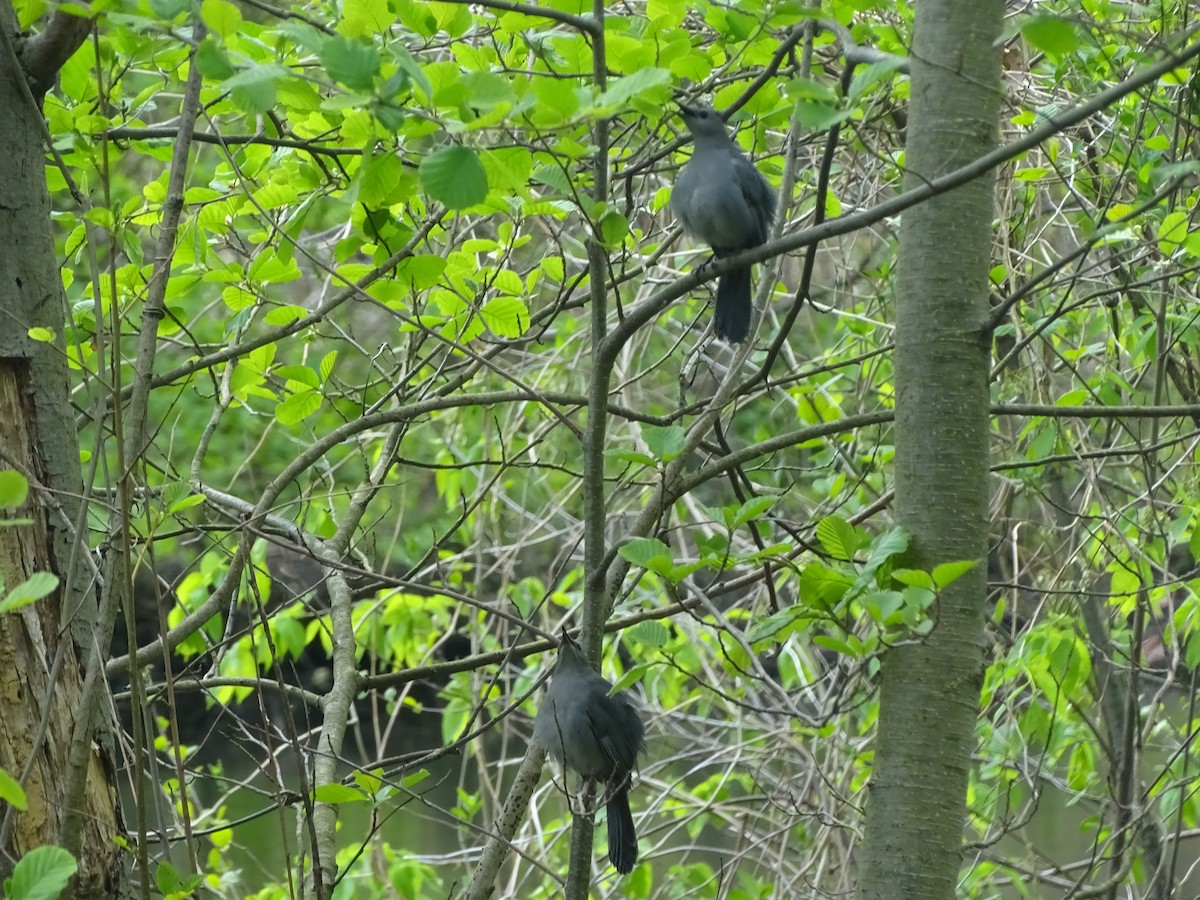 Gray Catbird - Emphe Ghie