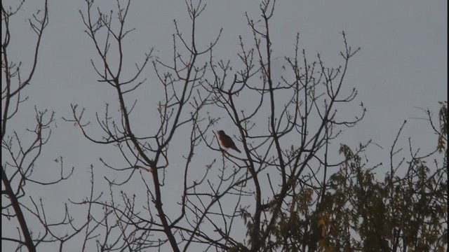 Wood Thrush - ML236602321