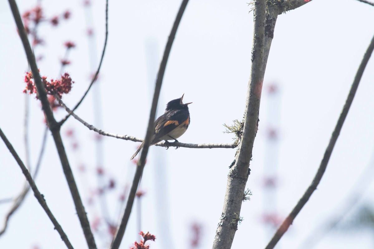 American Redstart - ML236602951