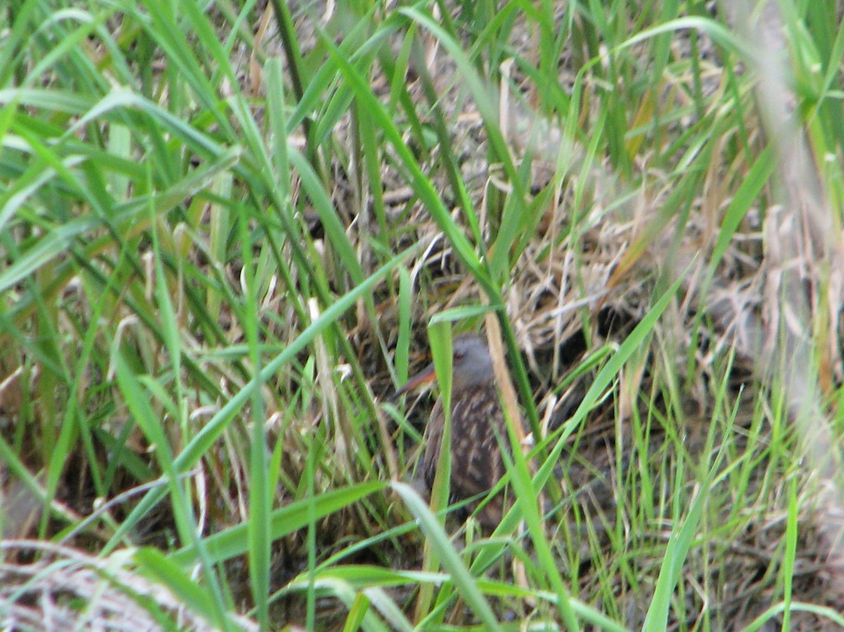 Virginia Rail - ML236607781