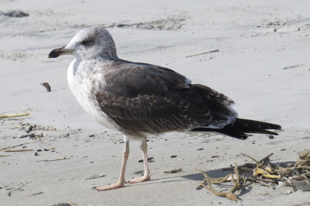 Gaviota Sombría - ML23660861