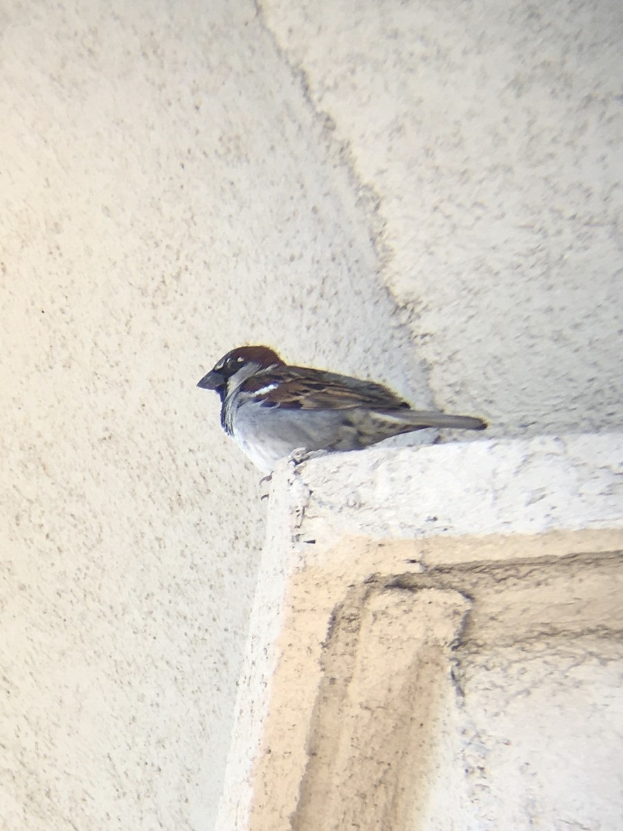 House Sparrow - ML236609121