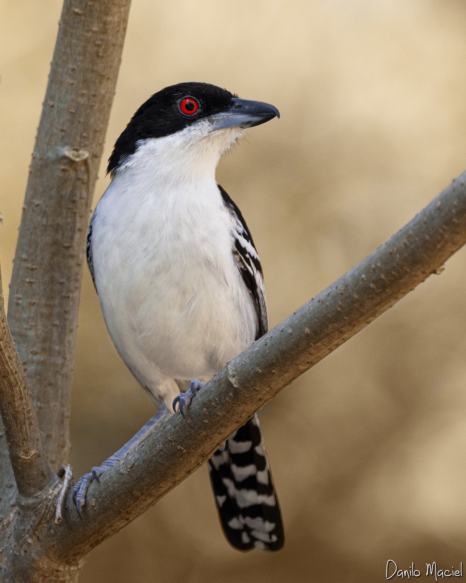 Great Antshrike - ML236610991