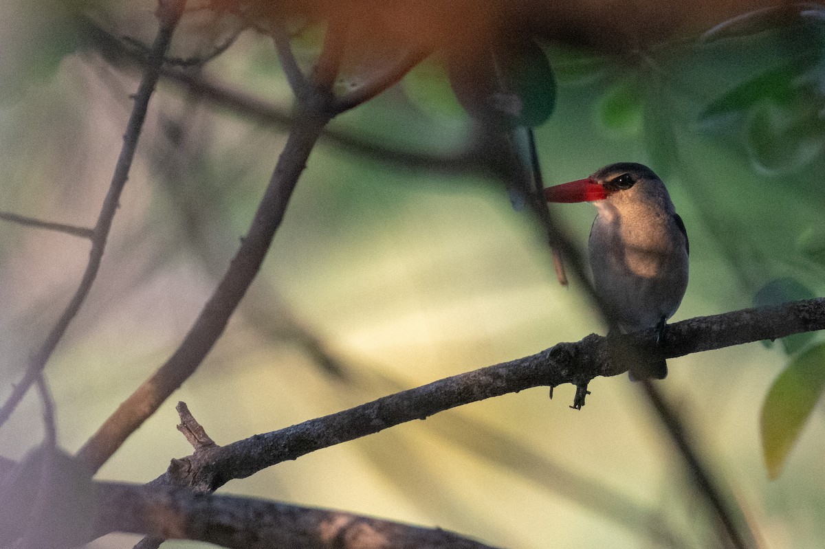 Mangrove Kingfisher - Raphaël Nussbaumer