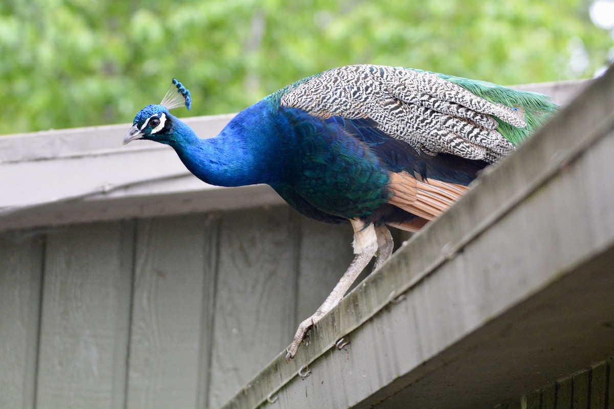 Indian Peafowl - Scott McNeeley