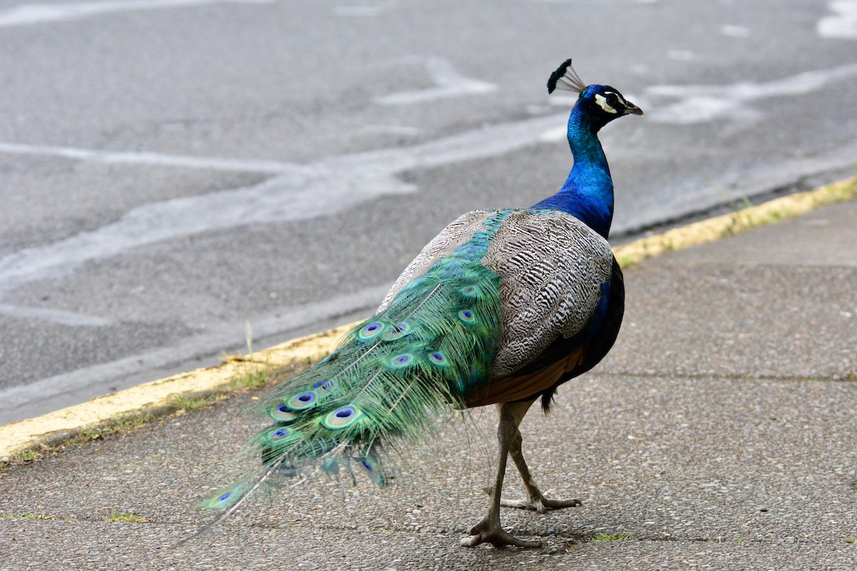 Indian Peafowl - Scott McNeeley