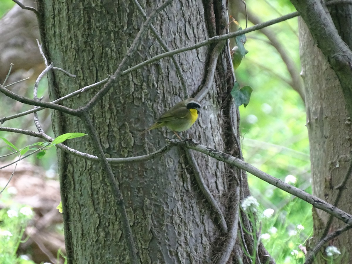 Common Yellowthroat - ML236612741