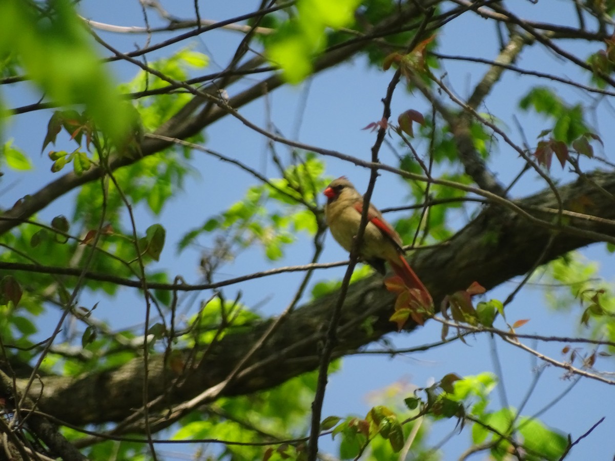 Northern Cardinal - Emphe Ghie