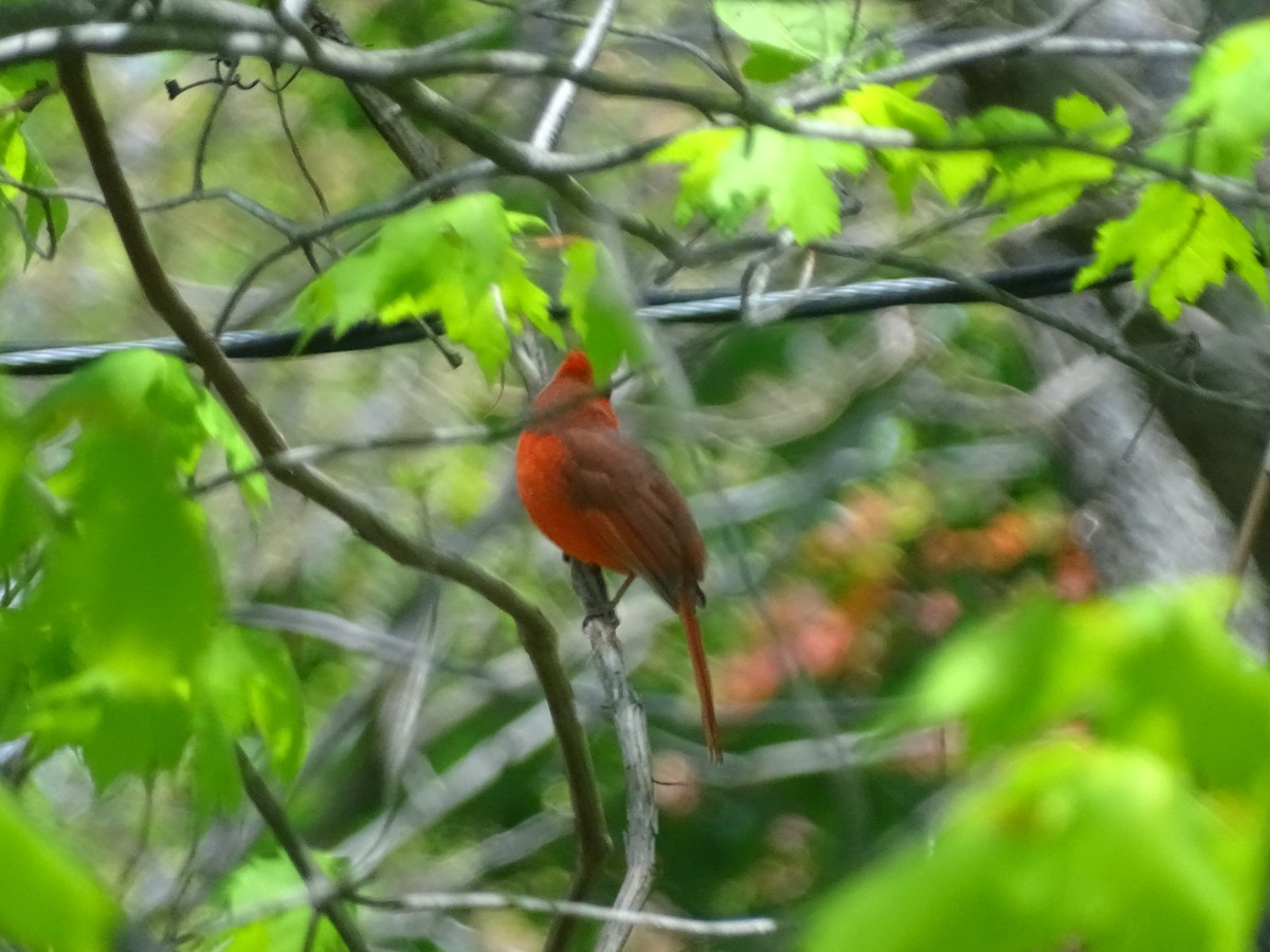 Northern Cardinal - ML236613071