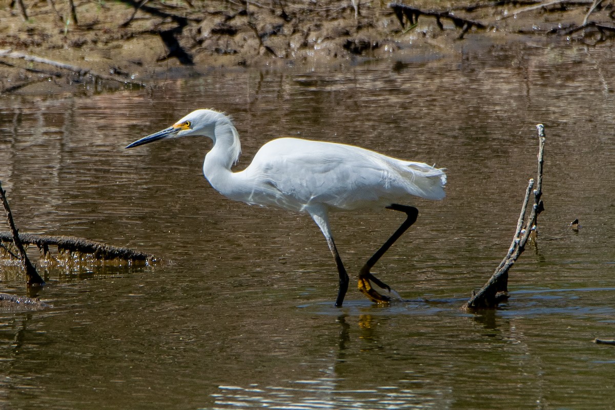 Aigrette neigeuse - ML236614351