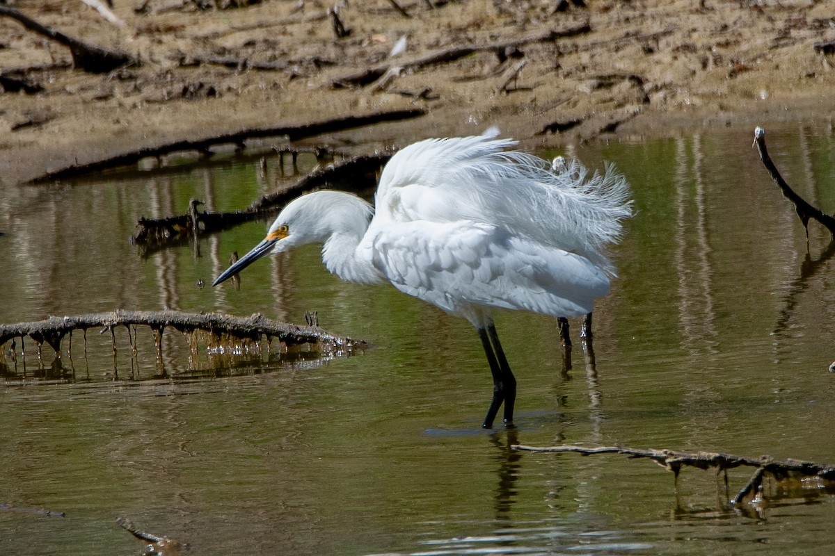 Aigrette neigeuse - ML236614361