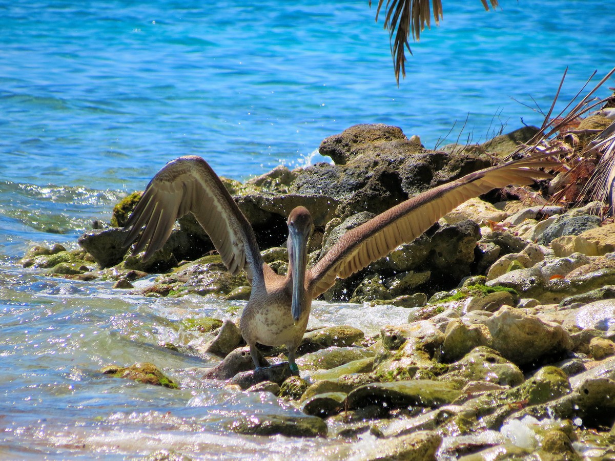 Brown Pelican - ML236614561