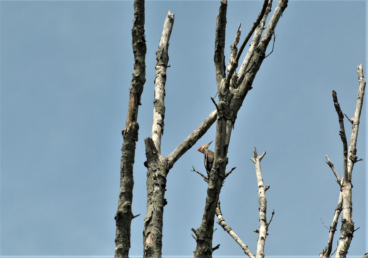 Kuzey Amerika Kara Ağaçkakanı - ML236615151