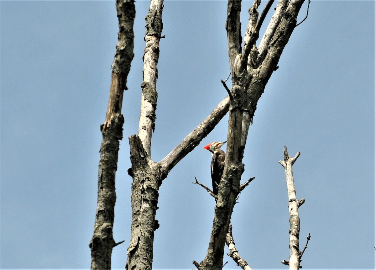 Pileated Woodpecker - Bob Barsotti