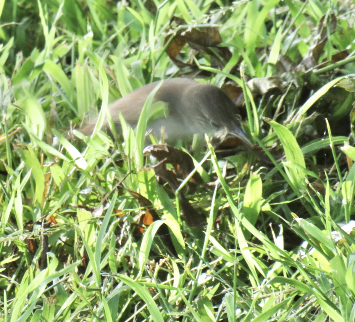 House Wren - ML236615311