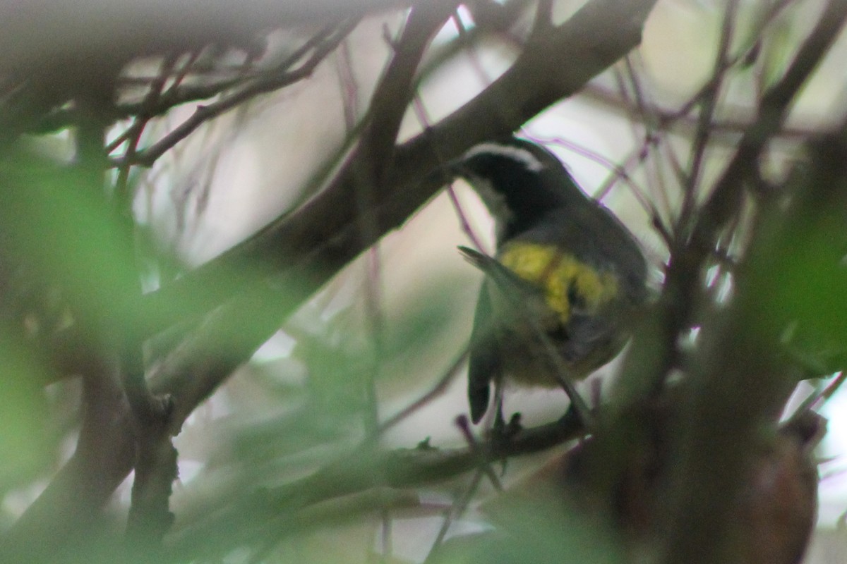 Bananaquit (Cozumel I.) - Corey Lange