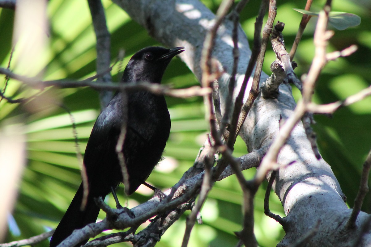 Black Catbird - ML23661691