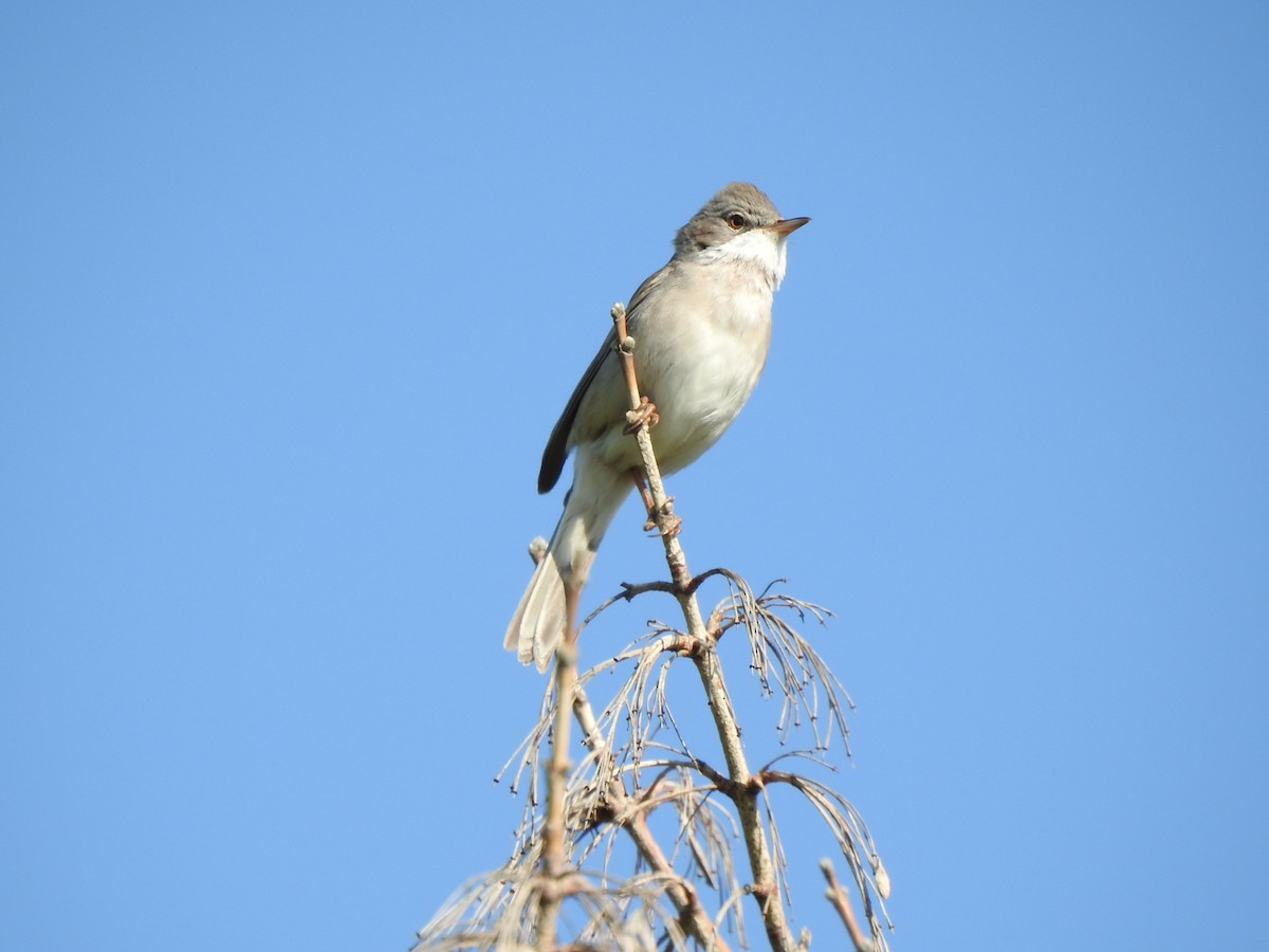 Greater Whitethroat - Igor Kozytsky