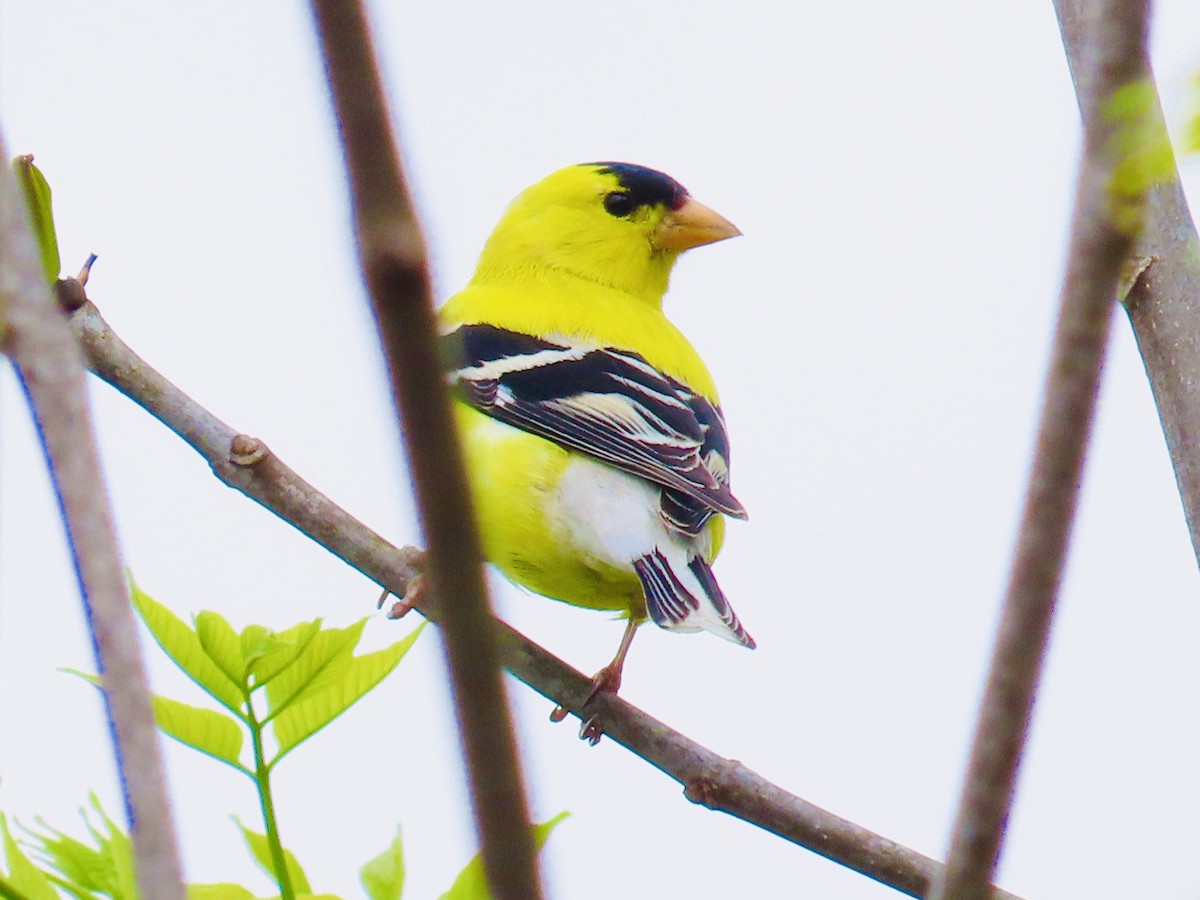 American Goldfinch - ML236620651