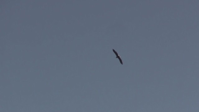 White-tailed Eagle - ML236621981