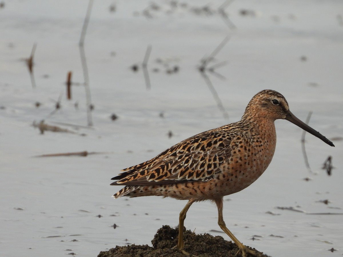 Short-billed Dowitcher - ML236622341